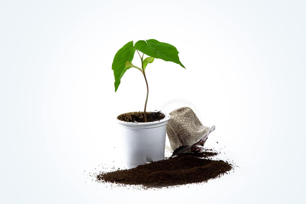 A,Maple,Tree,Seeding,Growing,Out,Of,A,Used,Plastic
